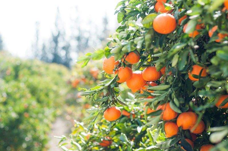 Optimización del riego y mejora de la planificación en finca de cítricos