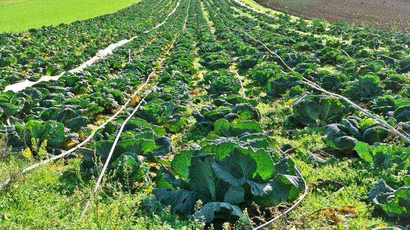 Control fitosanitario y seguimiento técnico de cultivos
